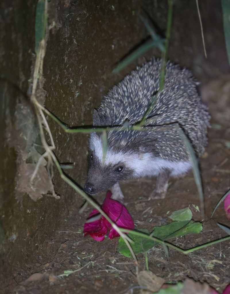 Four-toed Hedgehog