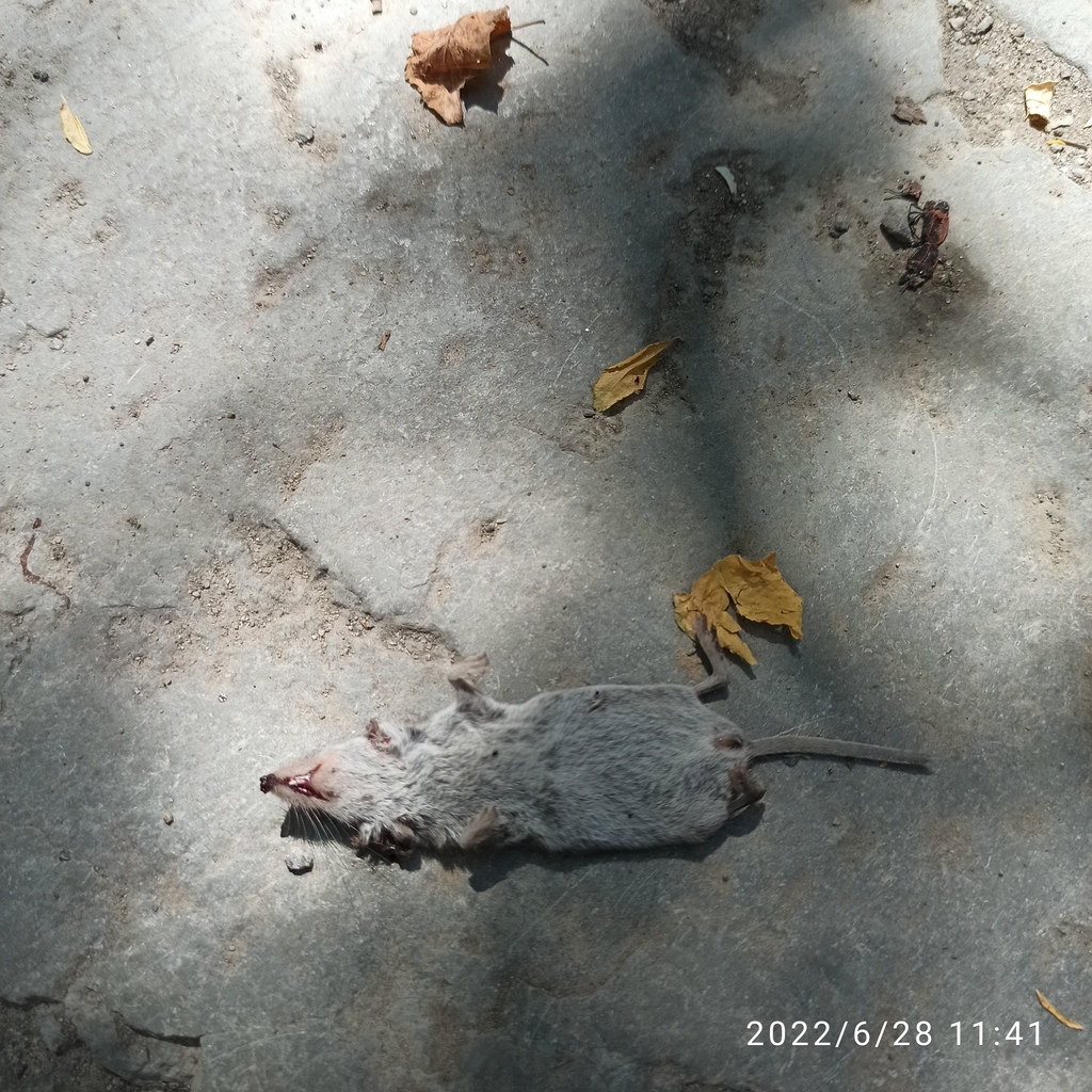 Lesser White-toothed Shrew