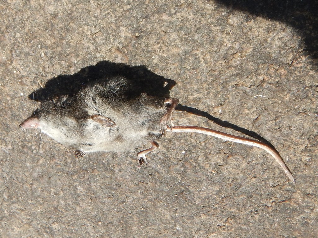 Western Water Shrew
