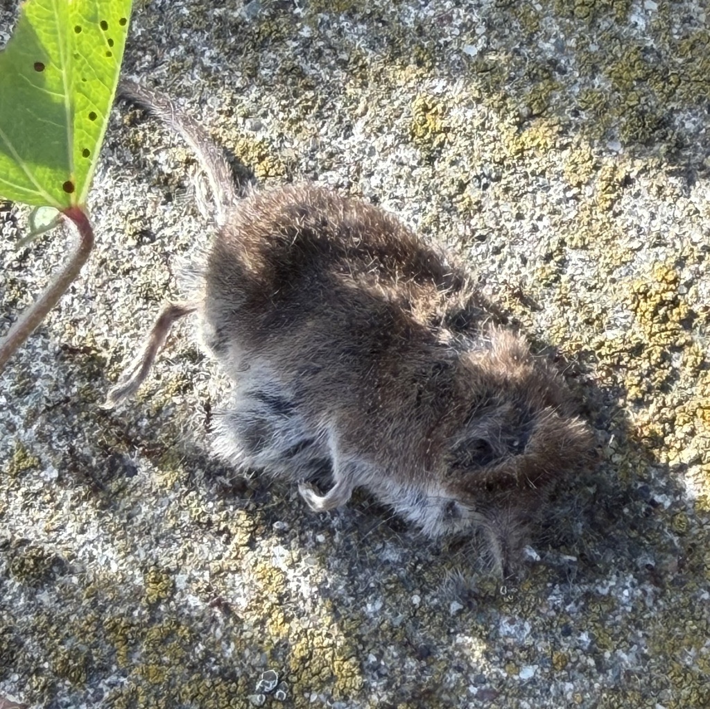 Vagrant Shrew