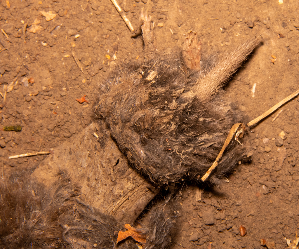 Northern Broad-footed Mole