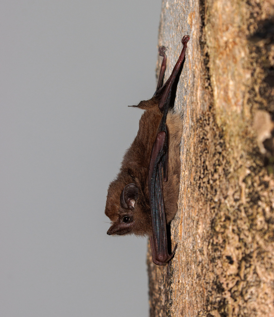 Lesser Dog-like Bat