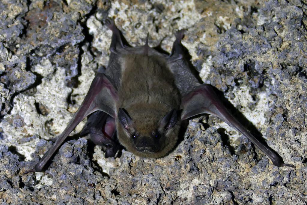 African Sheath-tailed Bat