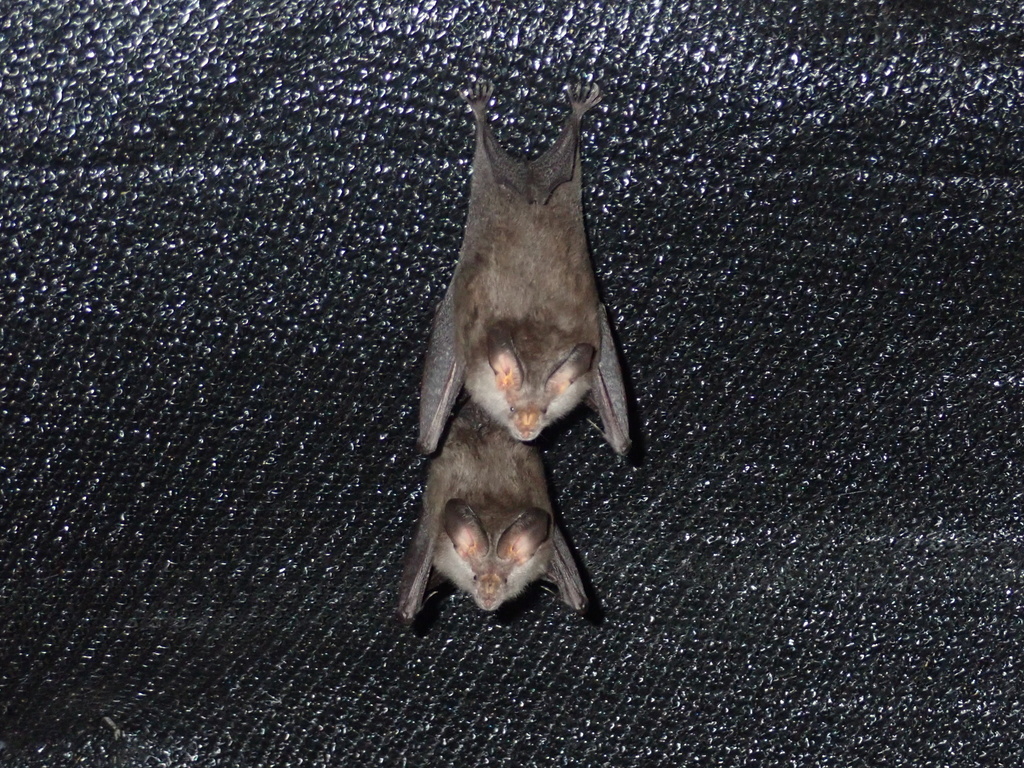 Hairy Slit-faced Bat