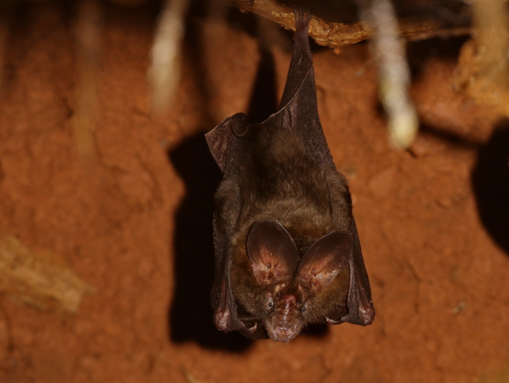 Malayan Slit-faced Bat