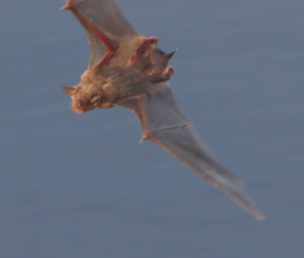 Lesser Bulldog Bat