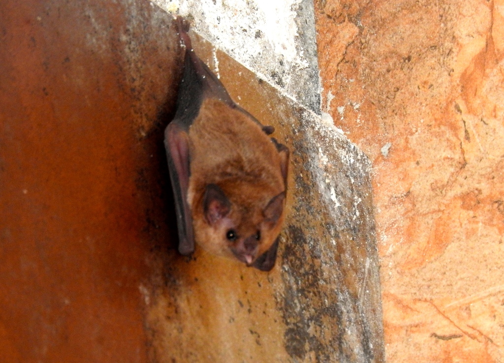 Commissaris’s Long-tongued Bat