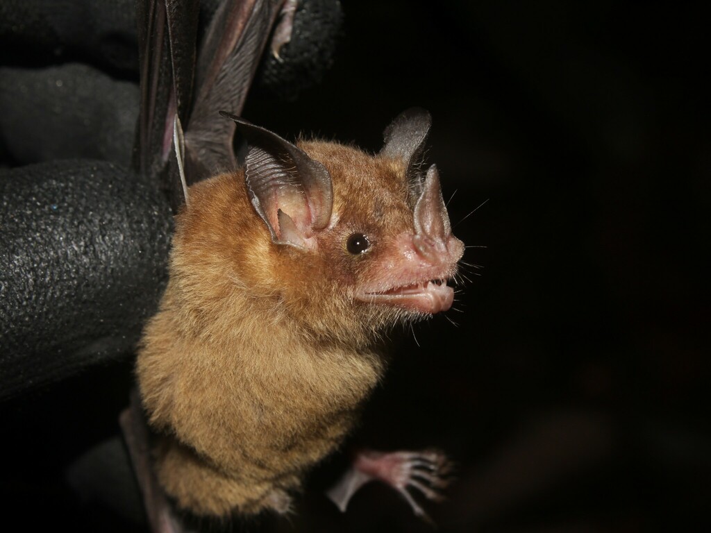 Niceforo’s Big-eared Bat