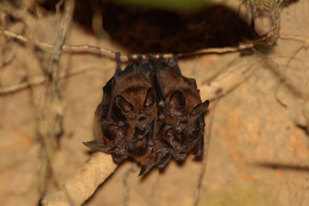 Little Big-eared Bat