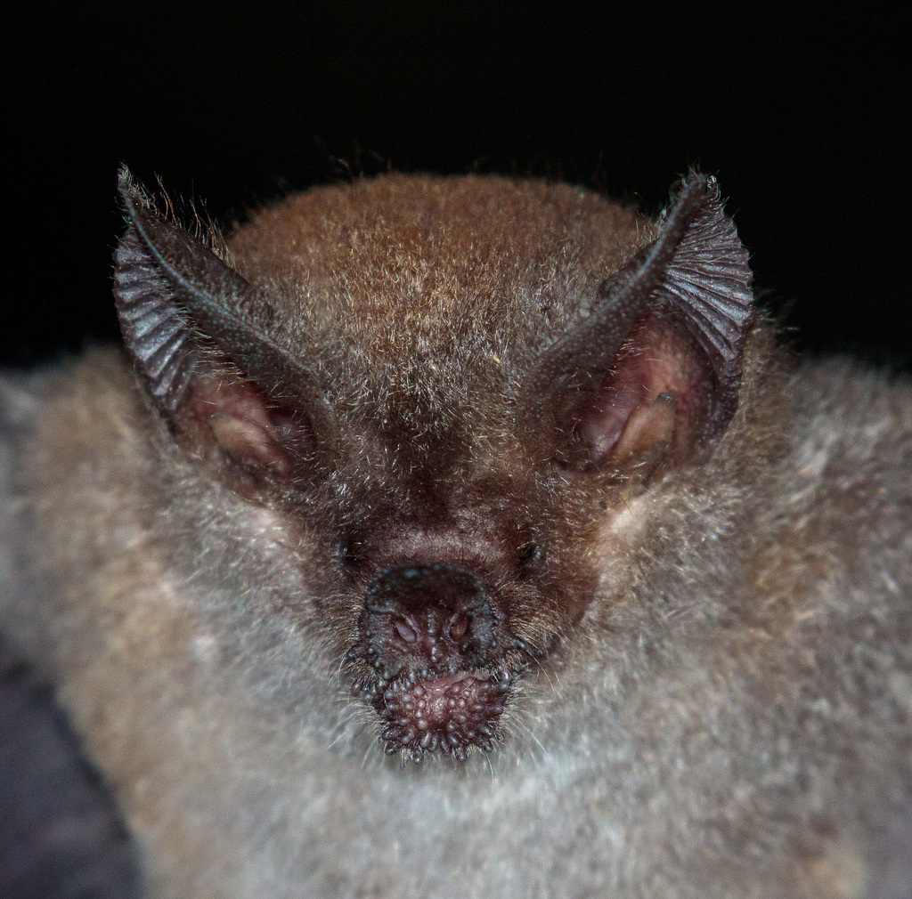 Common Fringe-lipped Bat