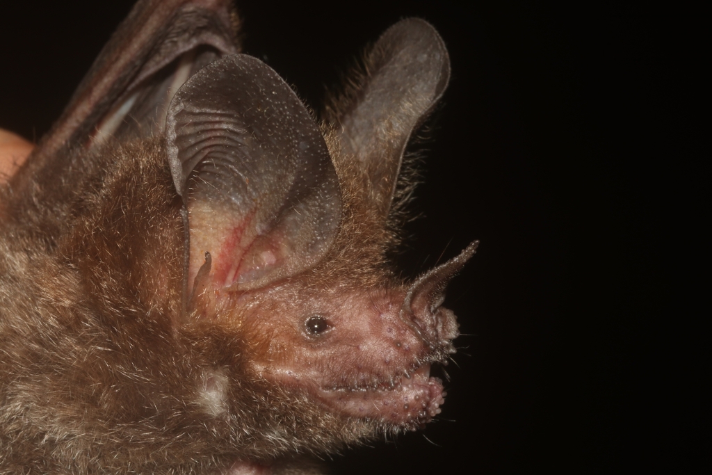 Central American Fringe-lipped Bat