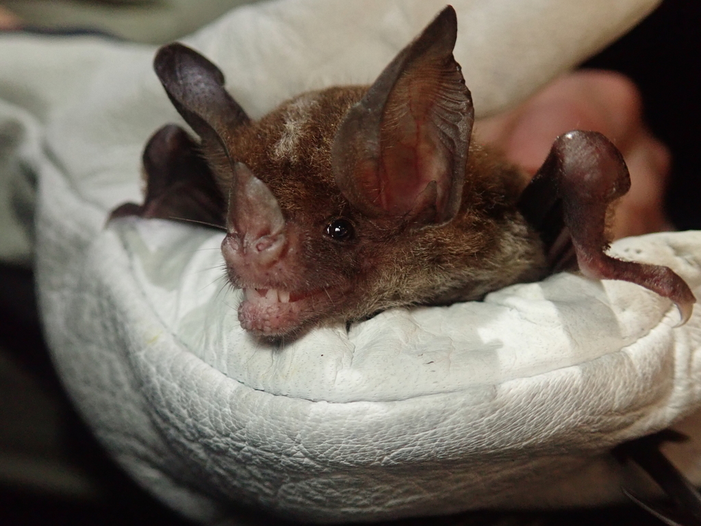 Northern Stripe-headed Round-eared Bat