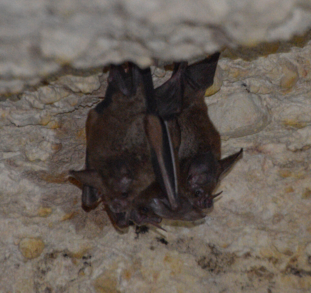 Cozumelan Golden Bat