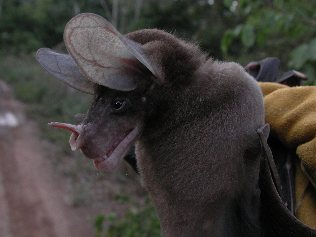 Spectral Bat