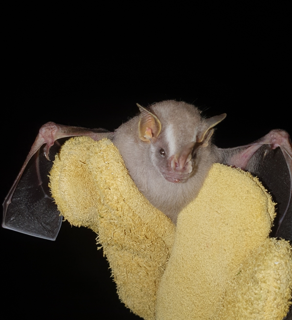 Pygmy Fruit-eating Bat