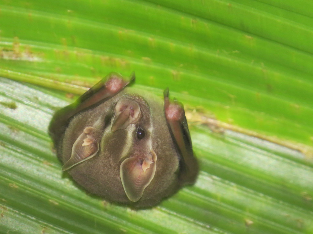 Thomas’s Fruit-eating Bat