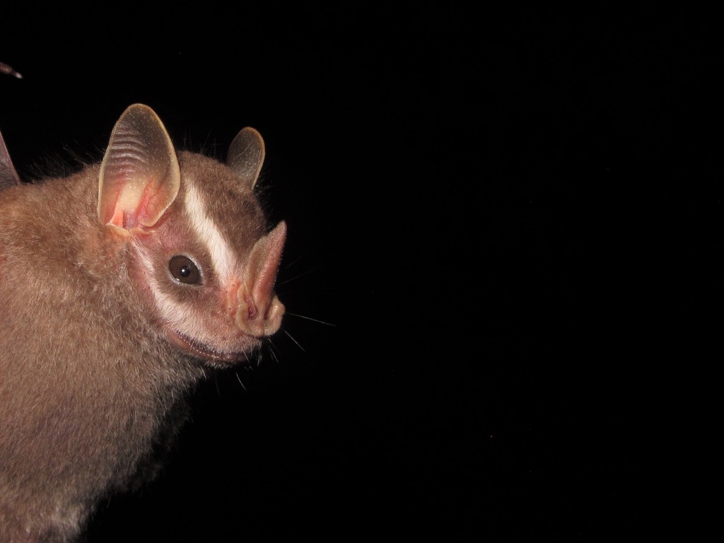 Little Big-eyed Bat