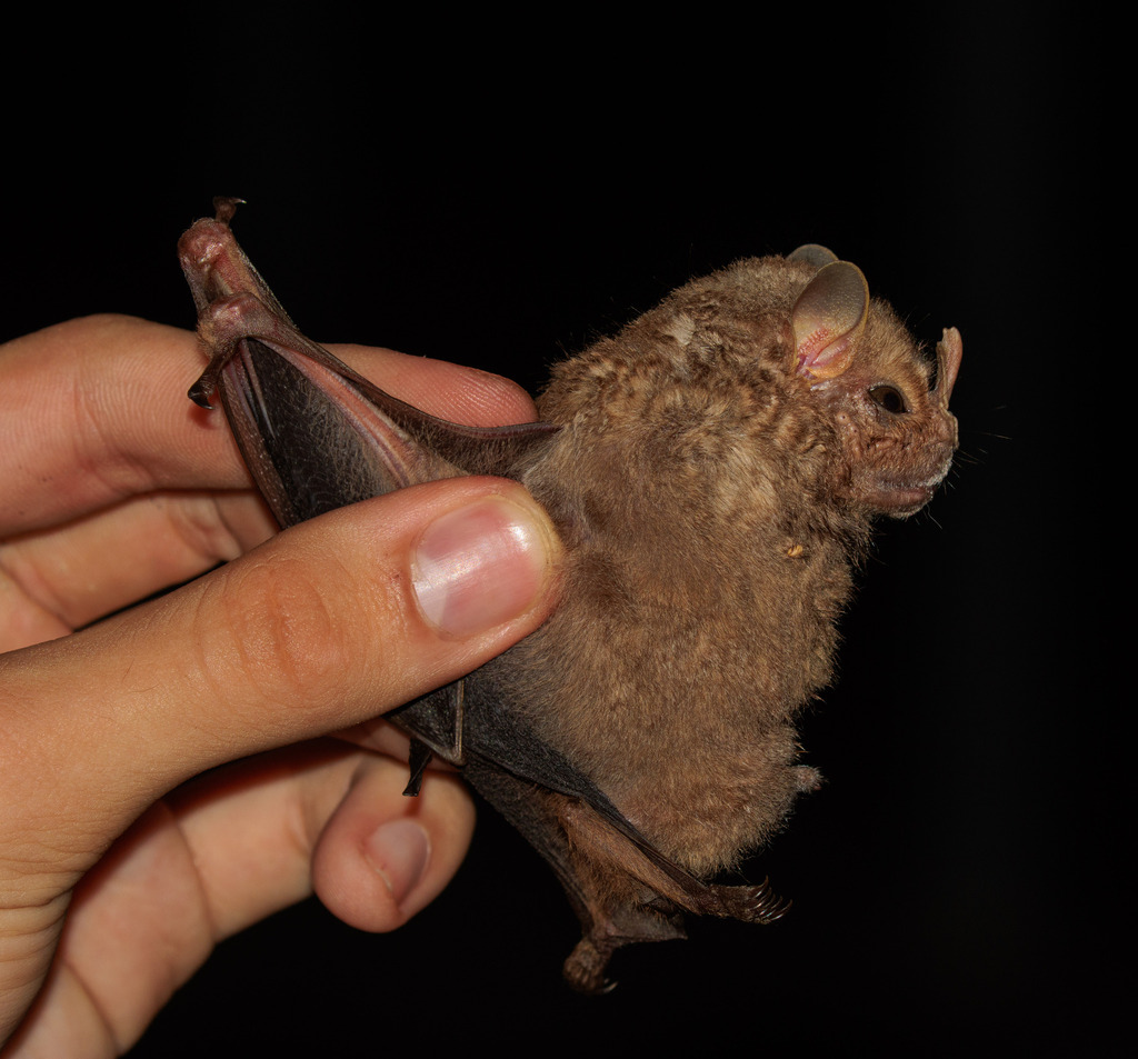 Hairy Big-eyed Bat
