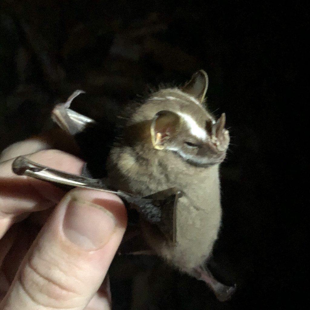 Heller’s Broad-nosed Bat