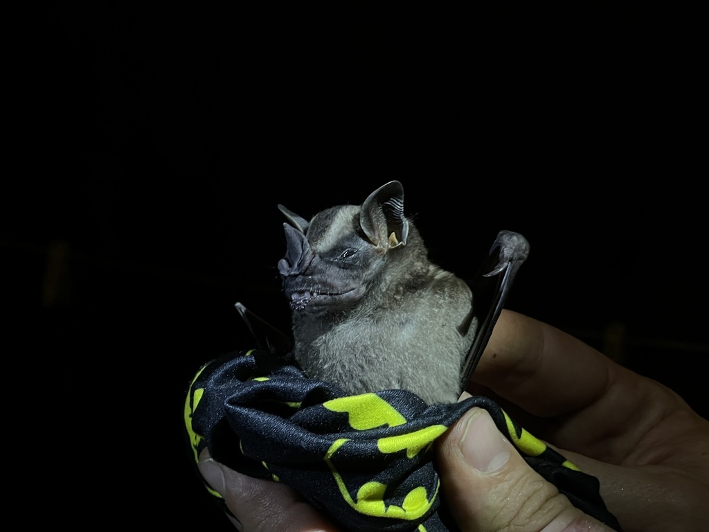 Greater Broad-nosed Bat