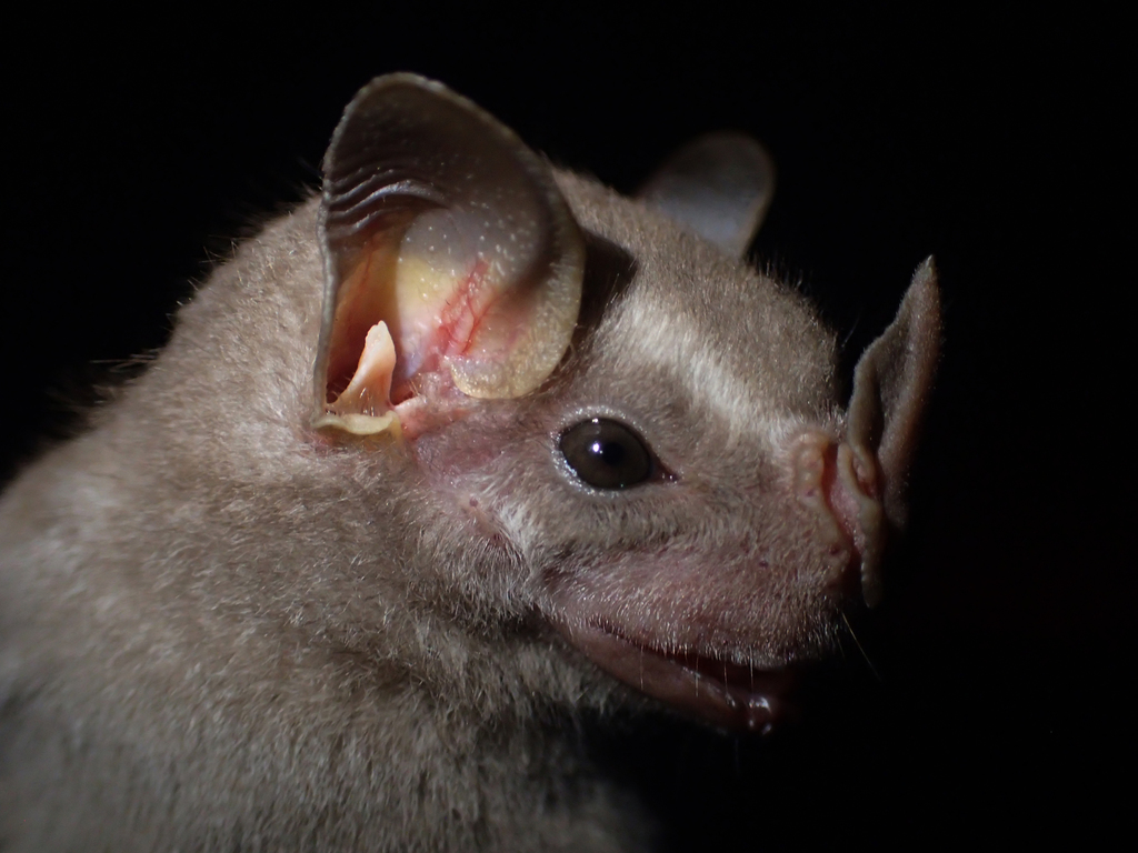 Brown Tent-making Bat