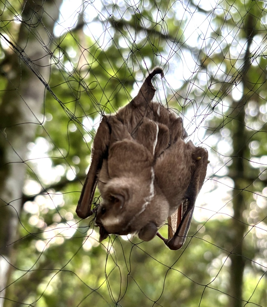 Great Stripe-faced Bat
