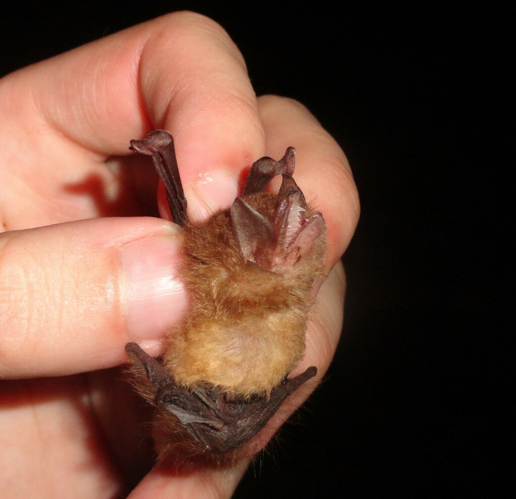 Peters’s Disk-winged Bat
