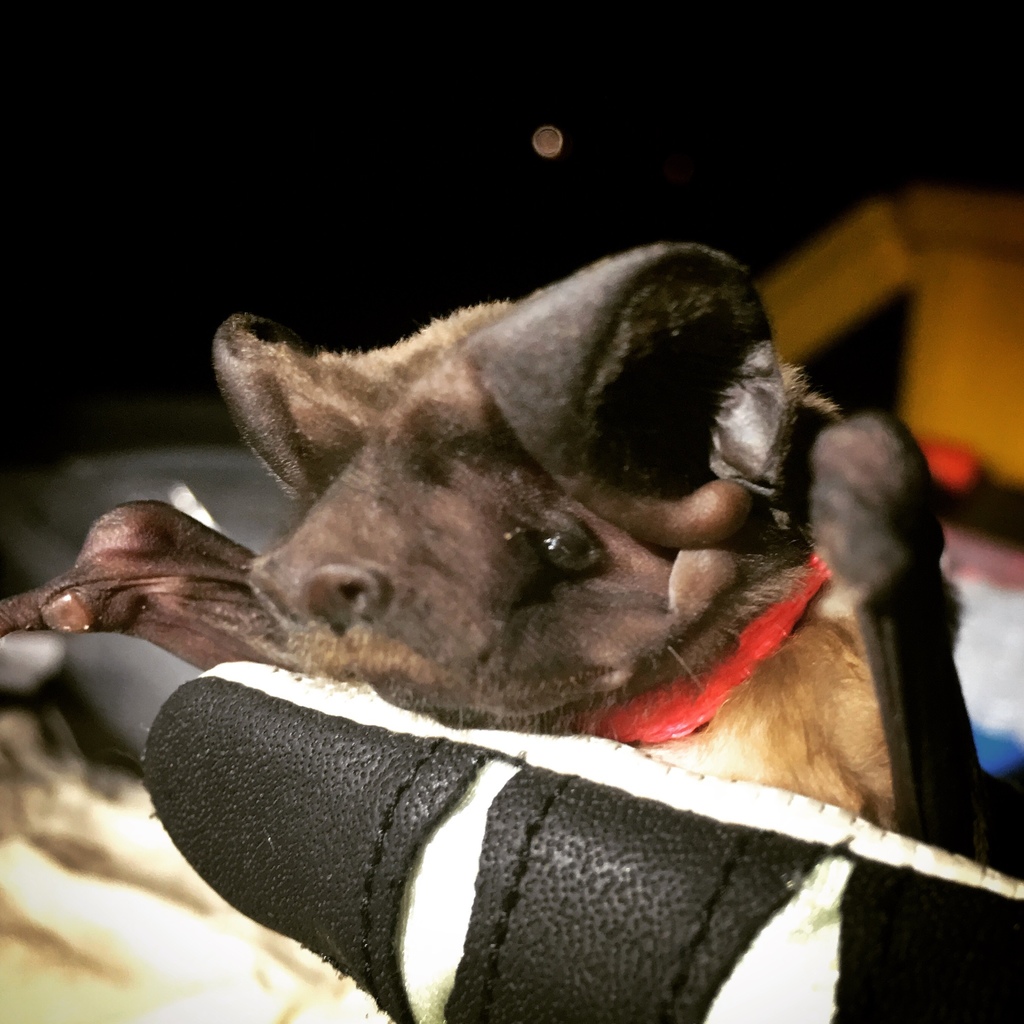 Florida Bonneted Bat