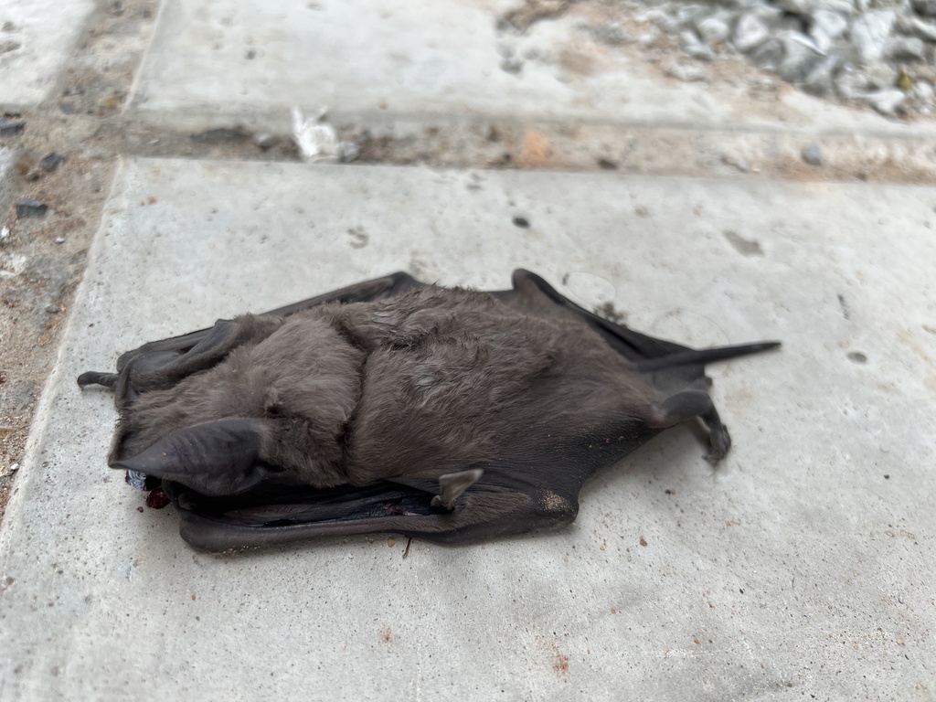 Western Bonneted Bat