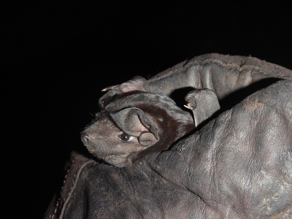 Common Black Mastiff Bat