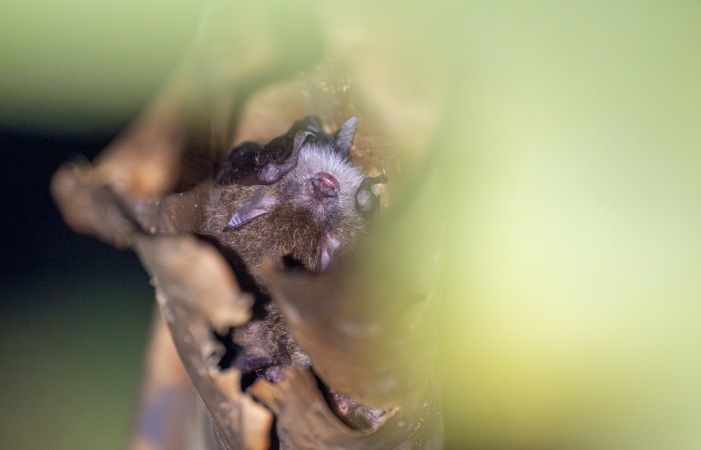 Brown Tube-nosed Bat