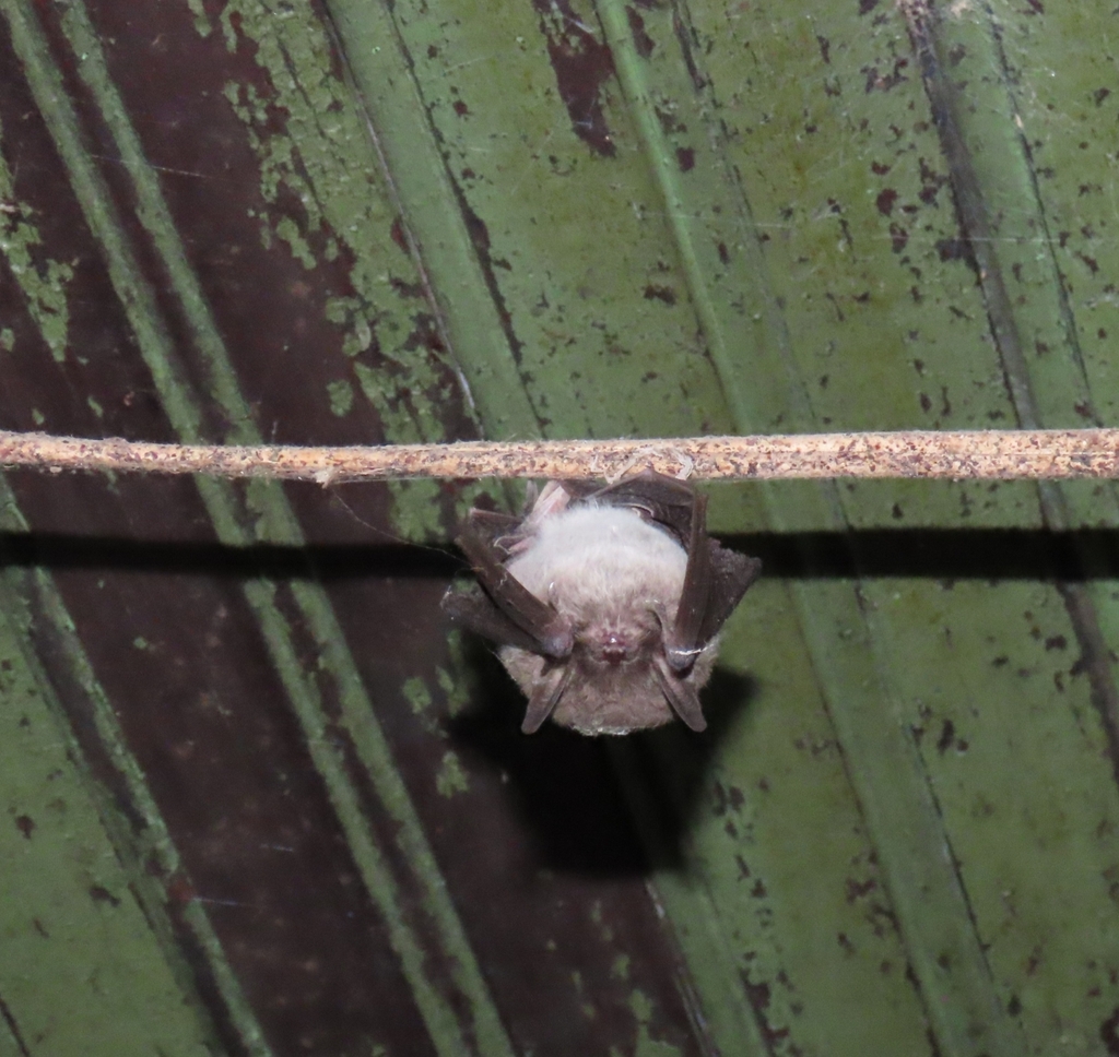 Silver-tipped Myotis