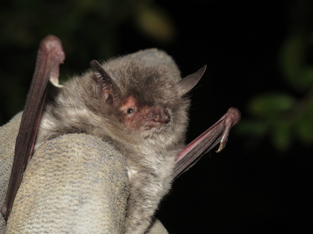 Long-fingered Myotis