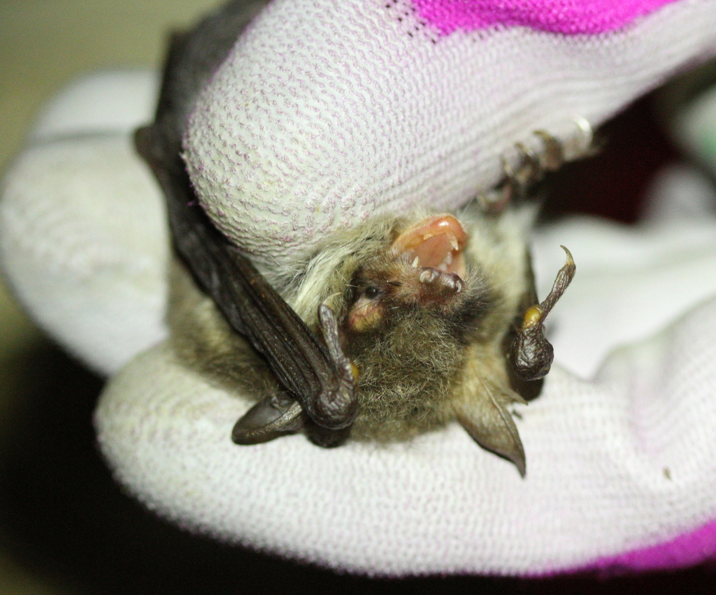 Cryptic Myotis