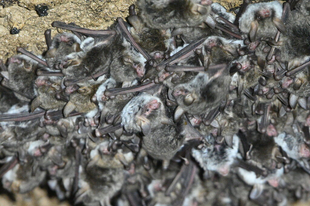 Escalera’s Myotis