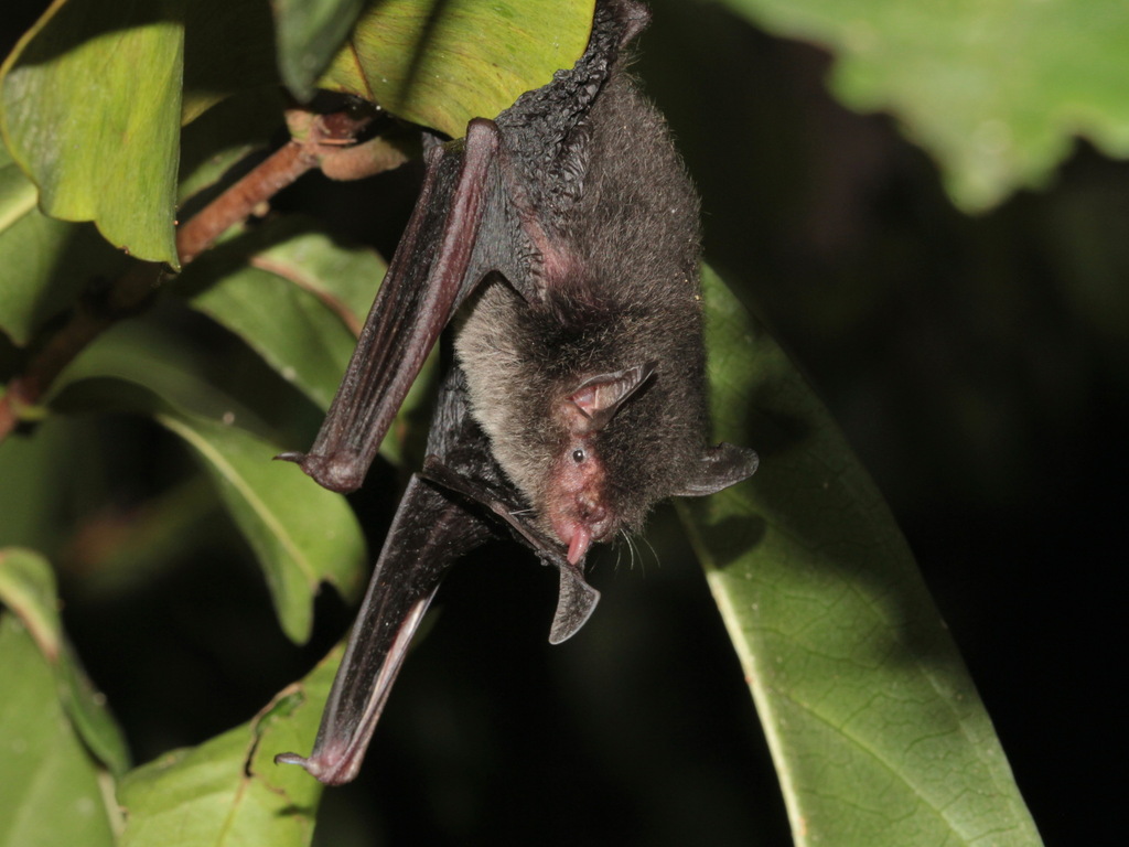 Nepalese Whiskered Myotis
