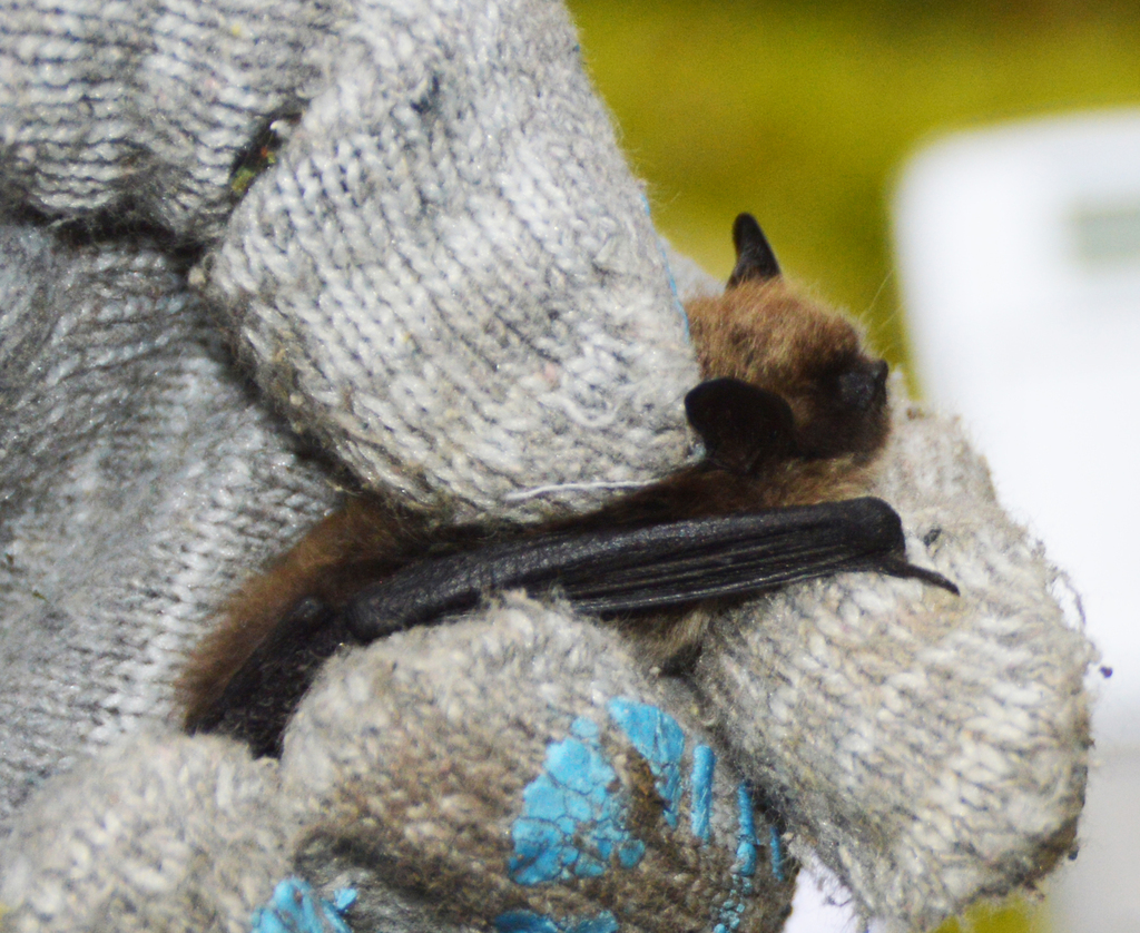 Common Whiskered Myotis