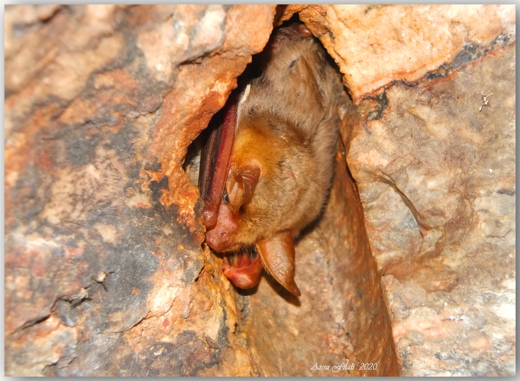 Maghreb Myotis