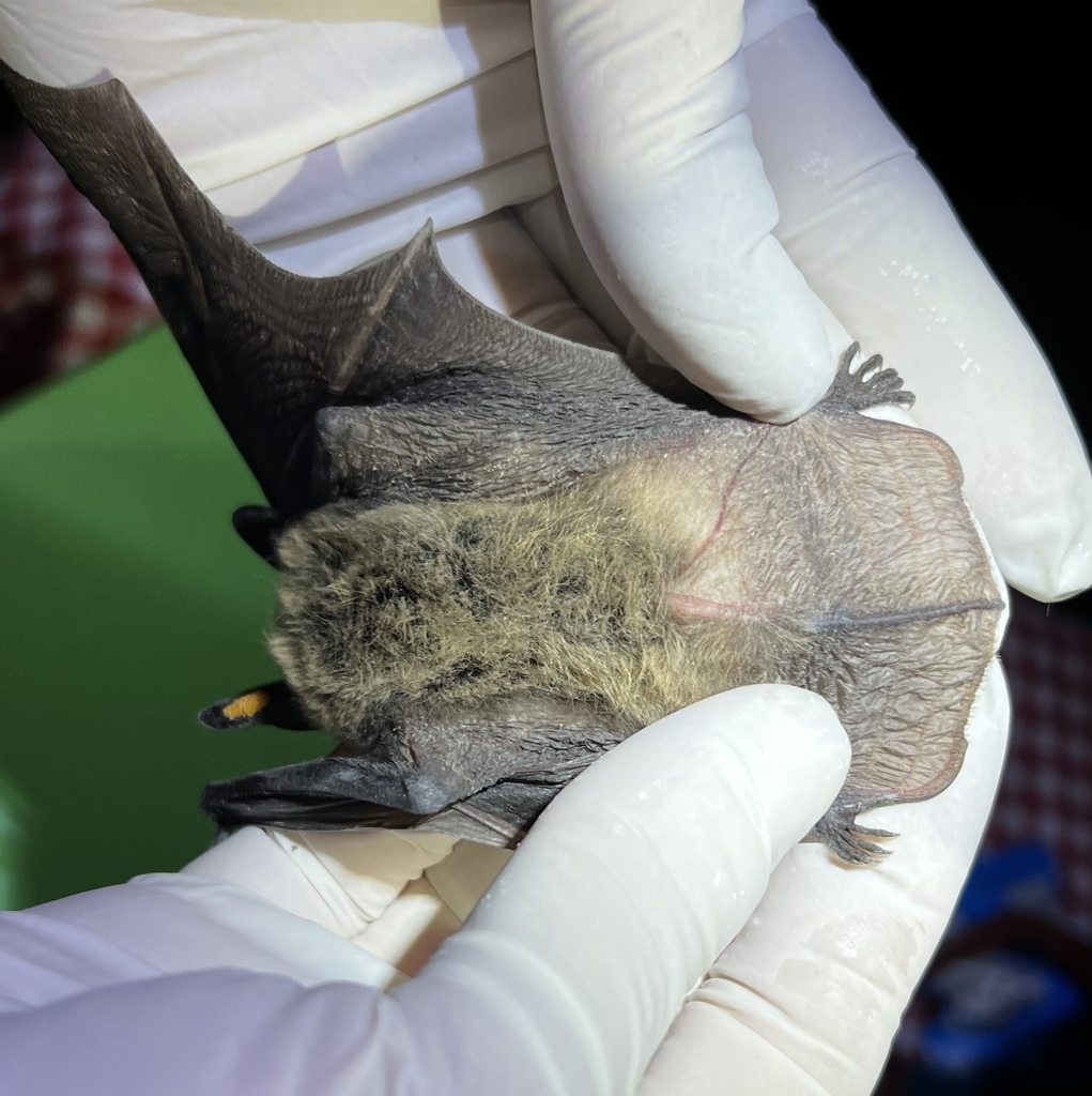 Fringed Myotis