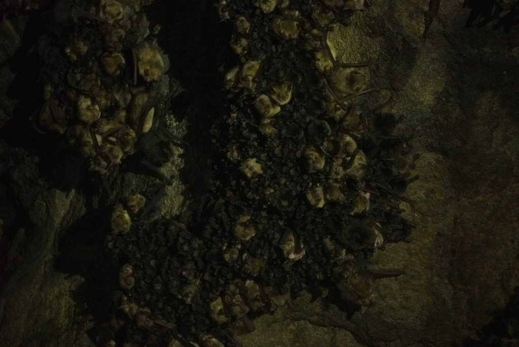 Temminck’s Myotis
