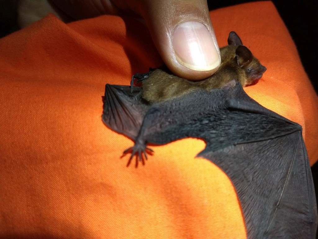 Black-winged Little Yellow Bat