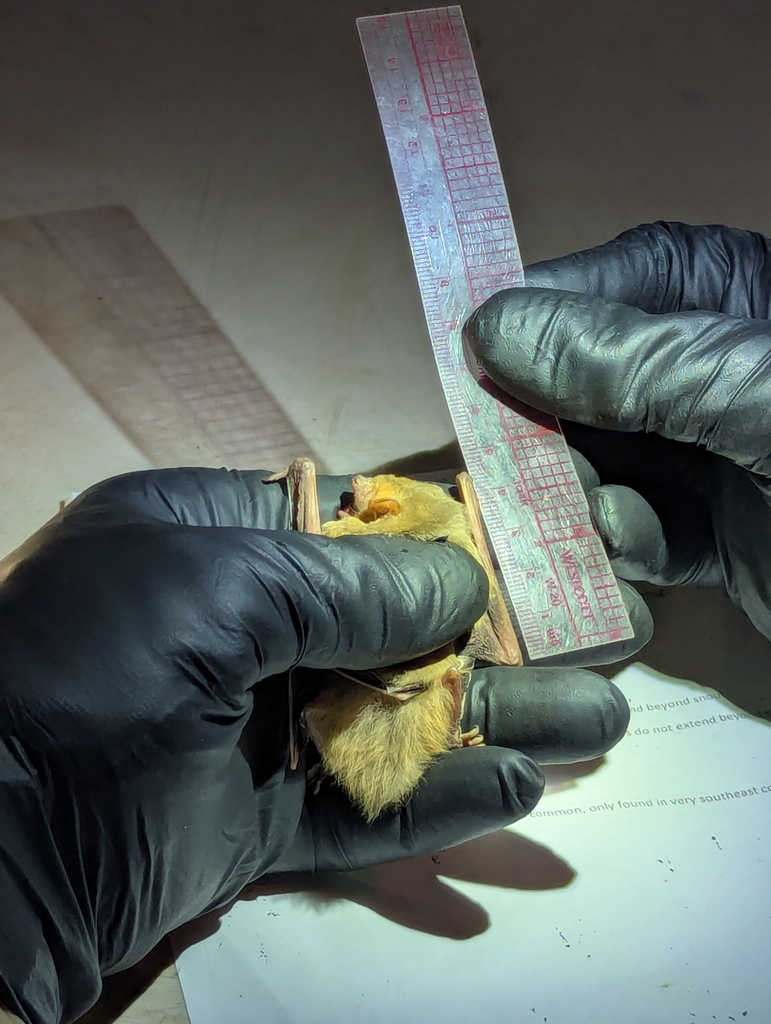 Western Yellow Bat