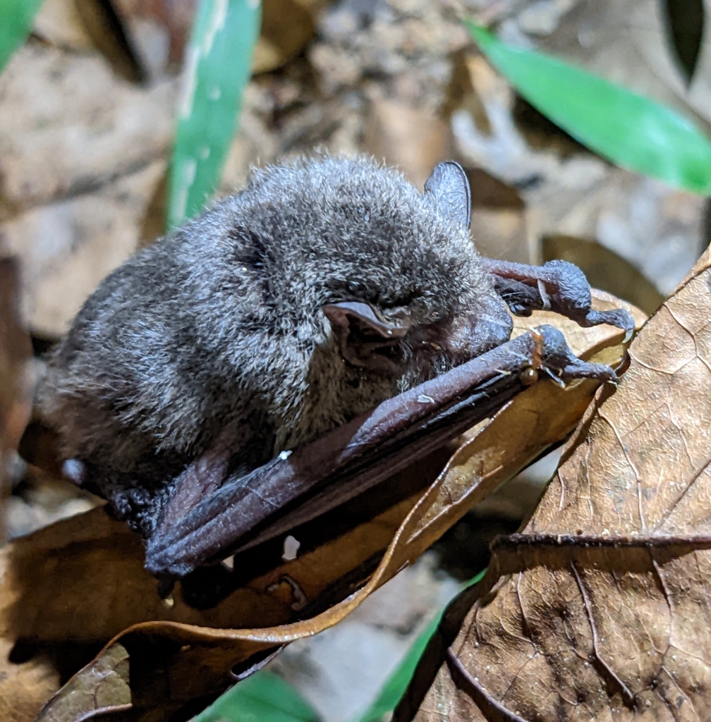 Japanese Pipistrelle