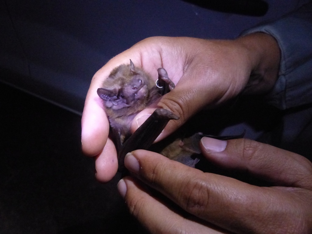 Greater Noctule