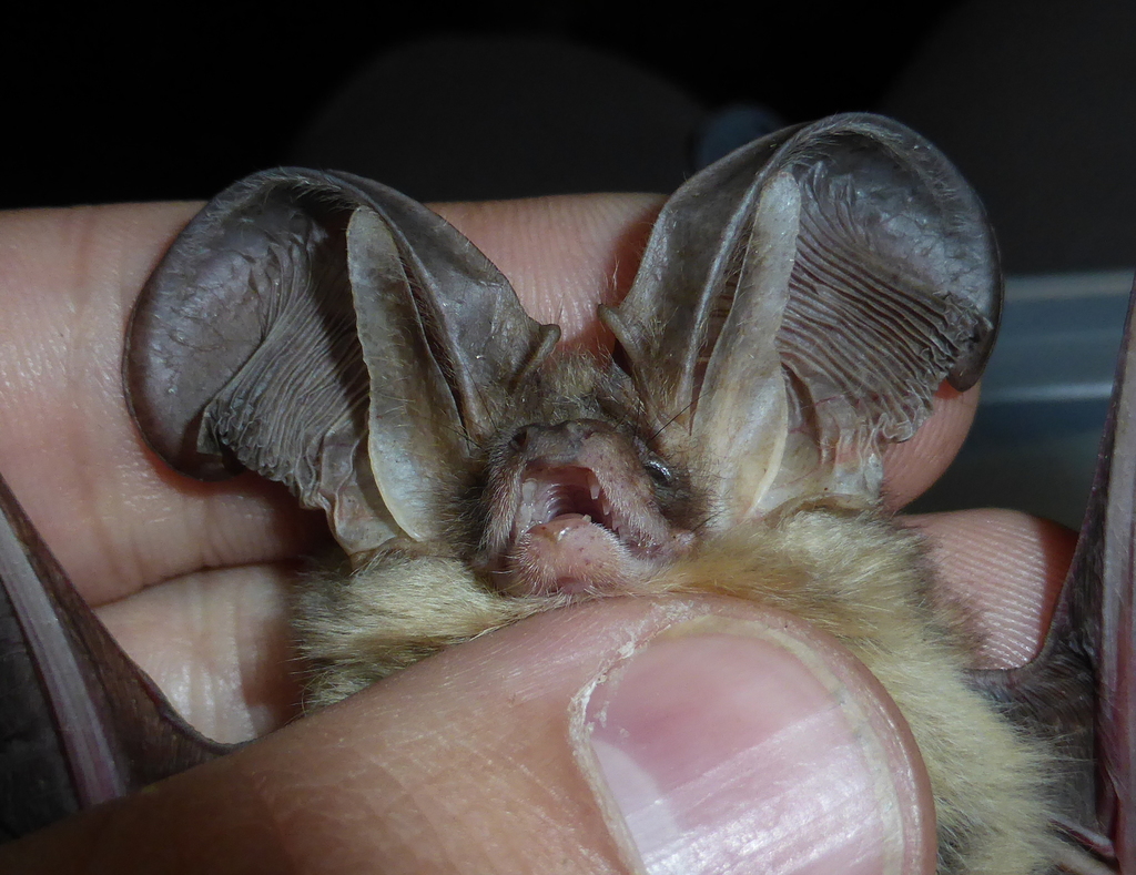 Alpine Long-eared Bat