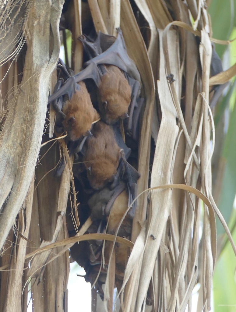 Lesser Asian Yellow Bat