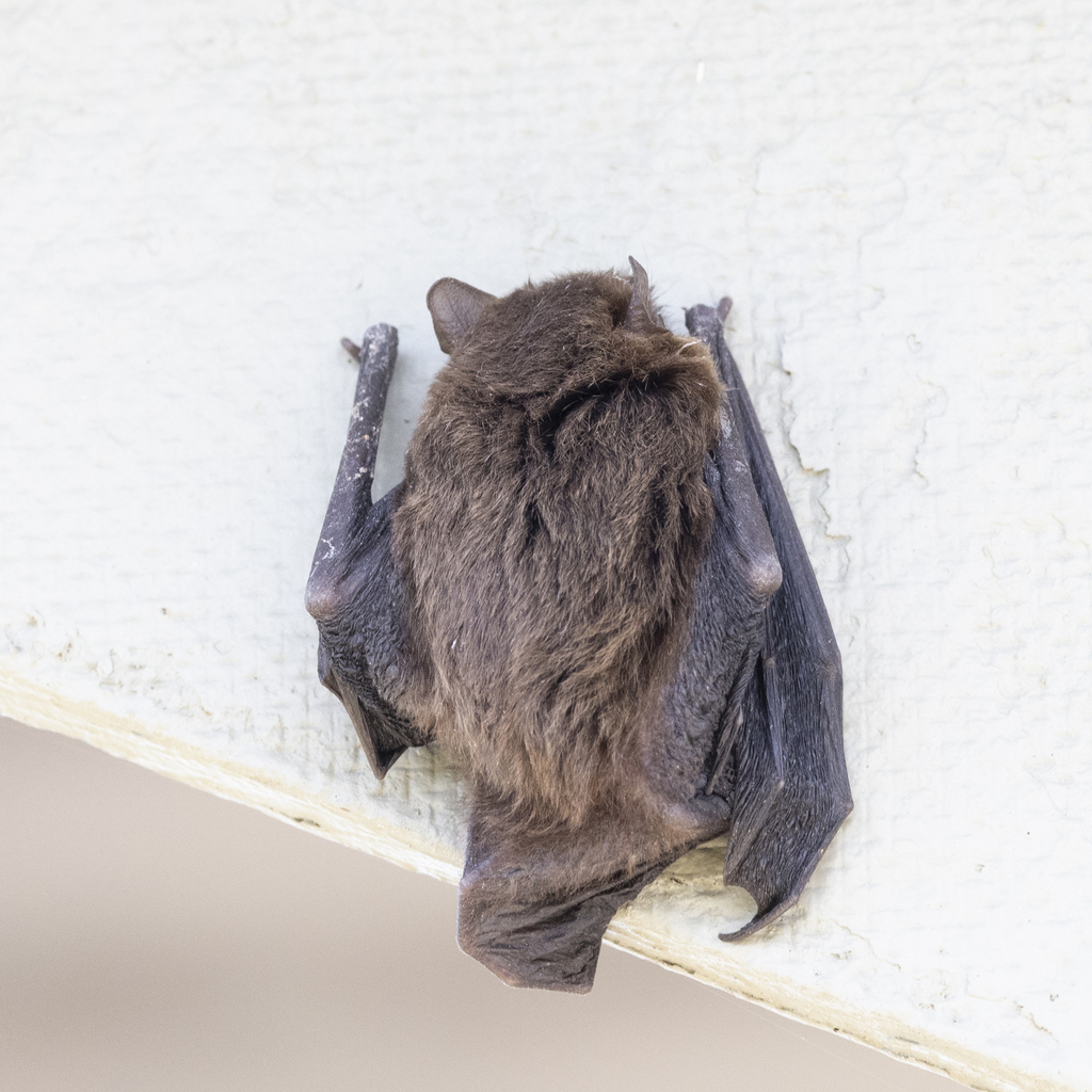 Chalinolobus morio