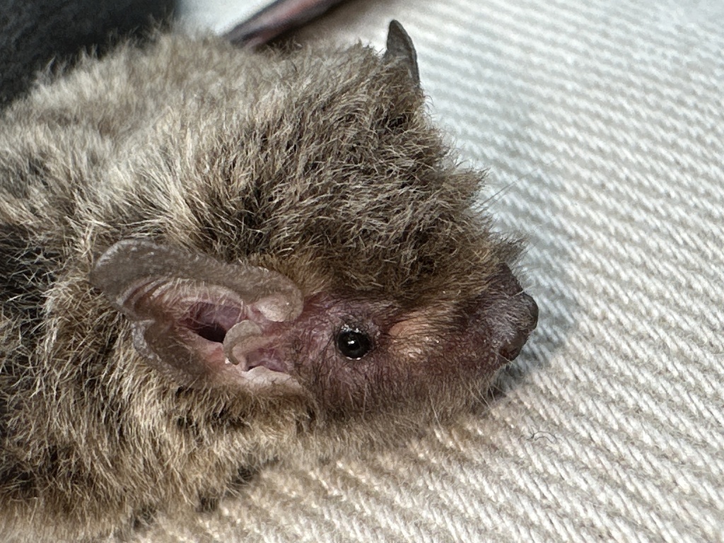 Vespadelus vulturnus