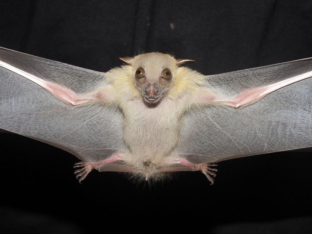 Minute Short-nosed Fruit Bat