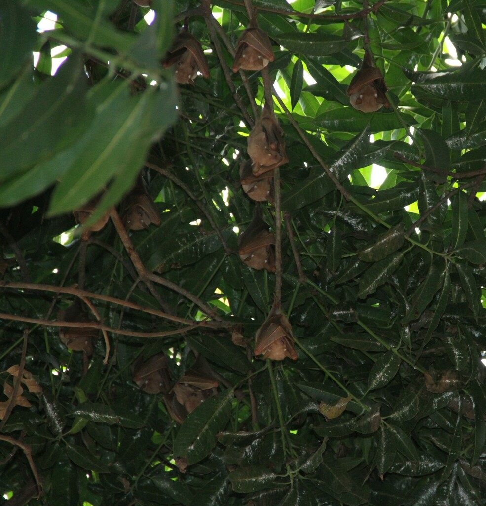 Gambian Epauletted Fruit Bat